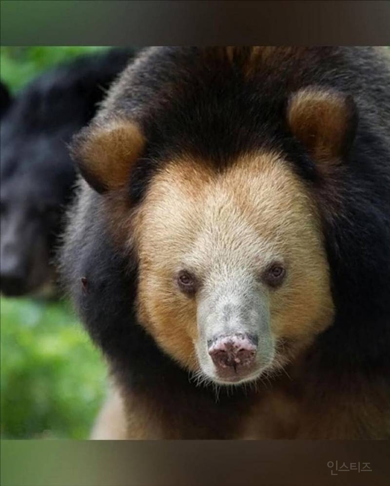 사자를 닮은 곰 | 인스티즈