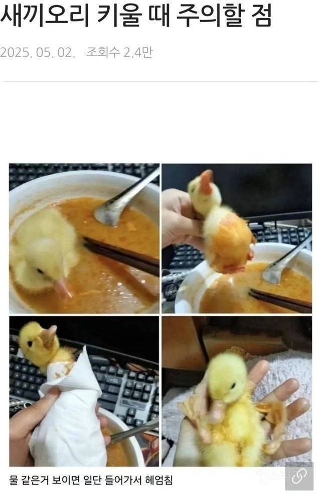 오리 키울때 조심해야 할 포인트.jpg | 인스티즈