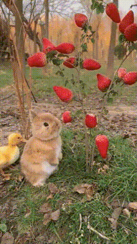 딸기 먹는 토끼 | 인스티즈