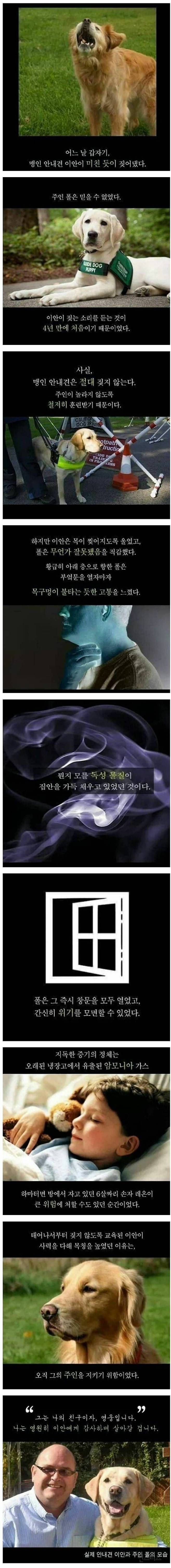 4년만에 미친듯이 짖은 안내견 | 인스티즈