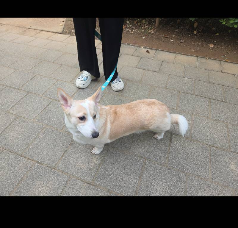 [잡담] 얘두라 우리강아지 너무긔욥지않니 .. 안못생겼지?? | 인스티즈