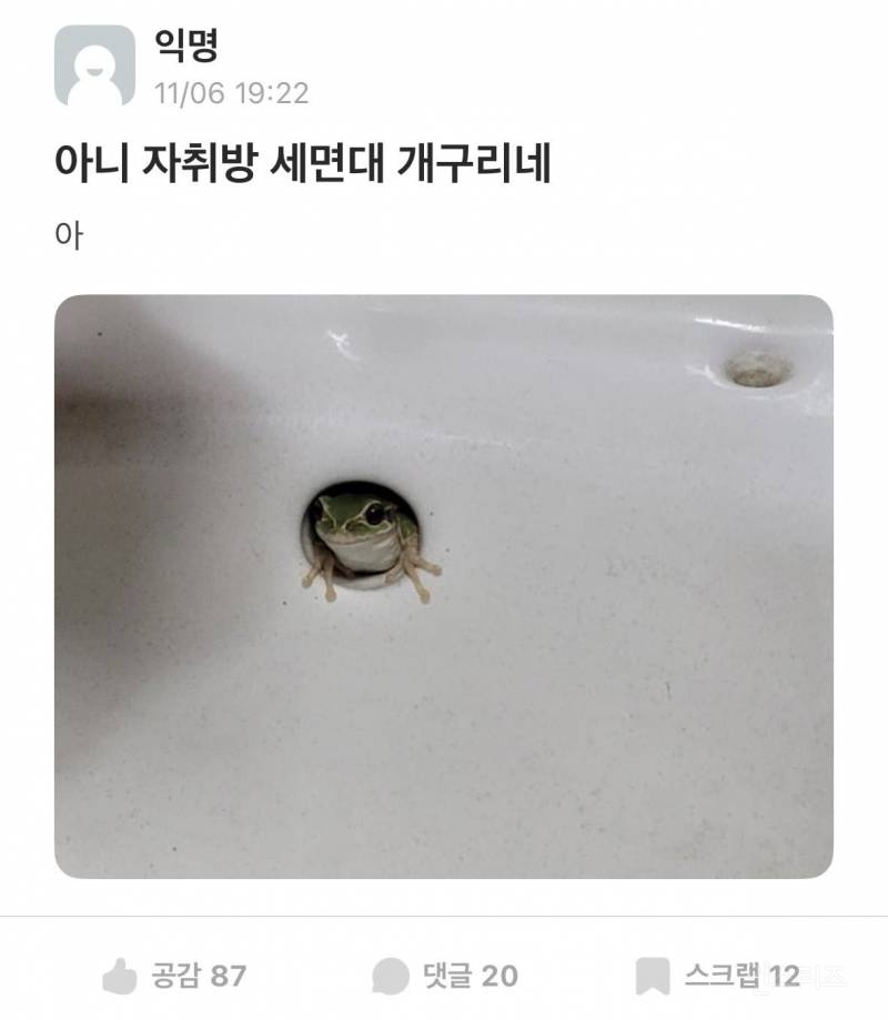 아니 자취방 세면대 개구리네 | 인스티즈
