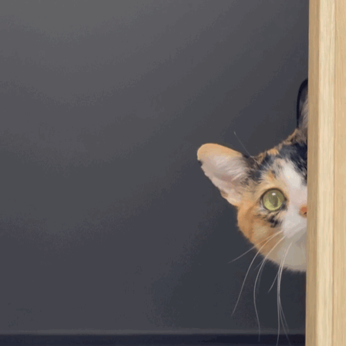 [잡담] 변우석) 고양이세요...? | 인스티즈