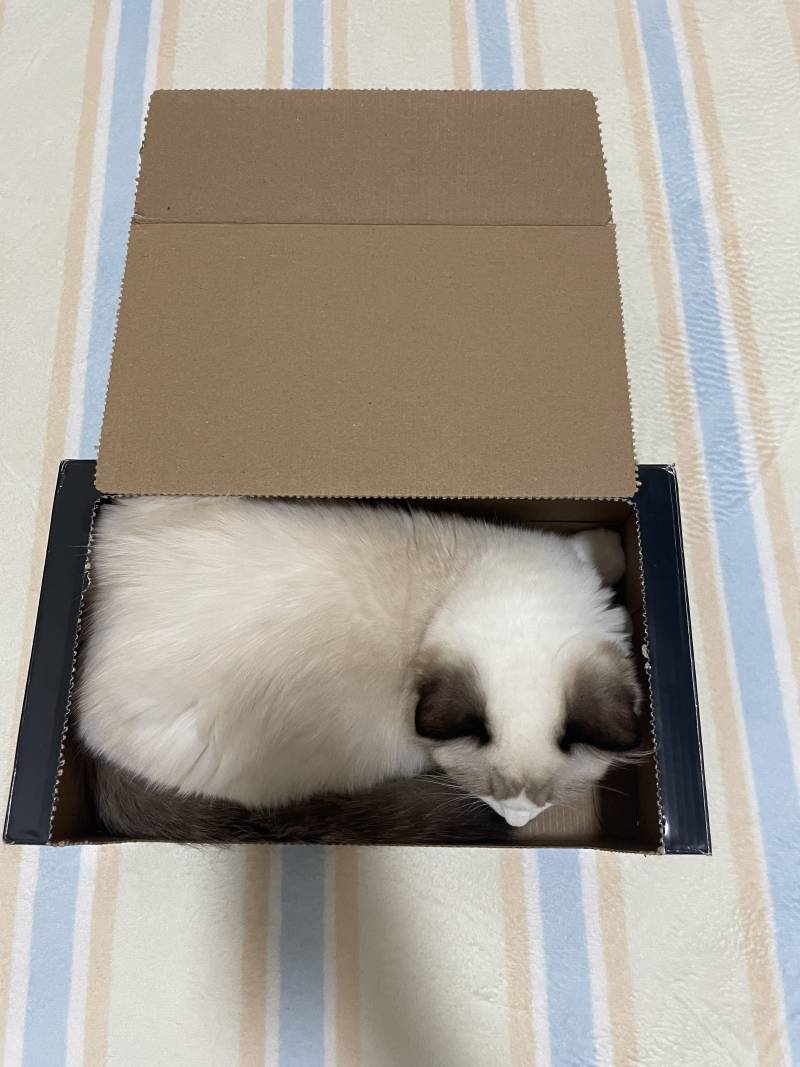 [잡담] 냥이 집사둘아ㅠㅠ 이 박스 버려야 하는데 너무 좋아해ㅜㅜ | 인스티즈