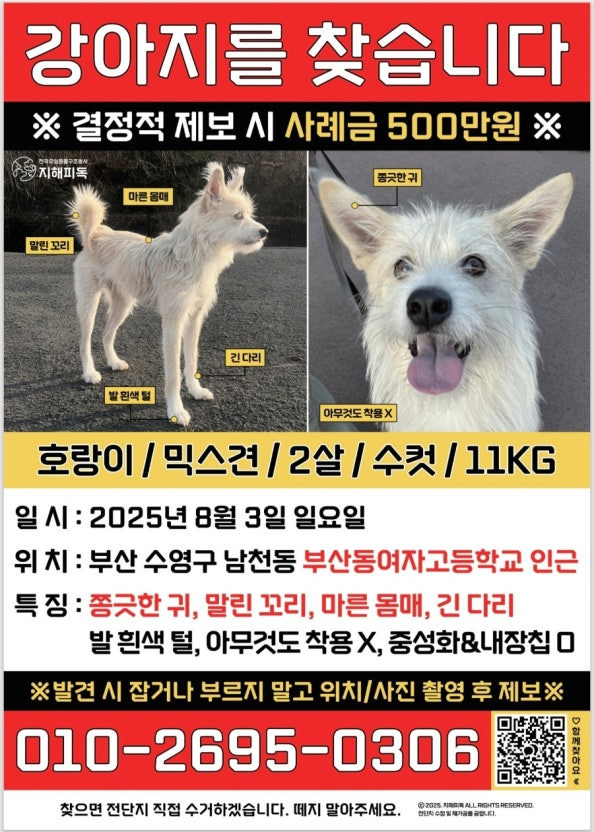 [정보/소식] 사례금 500만원이 걸린 강아지 | 인스티즈