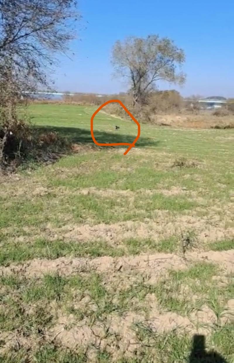 [잡담] 부모님이 귀농해서 키우는강아지 | 인스티즈