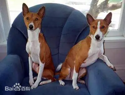 [잡담] 이집트견 바센지 | 인스티즈