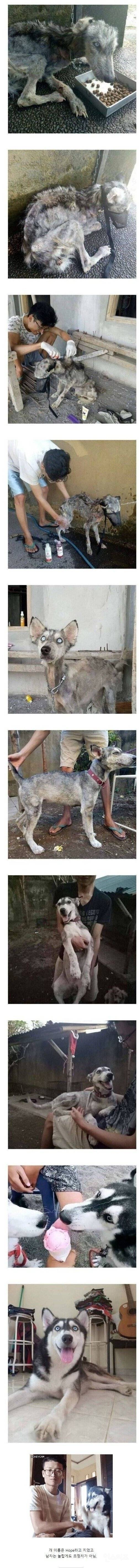 버려진 시베리안 허스키를 주워 키운 사람 | 인스티즈