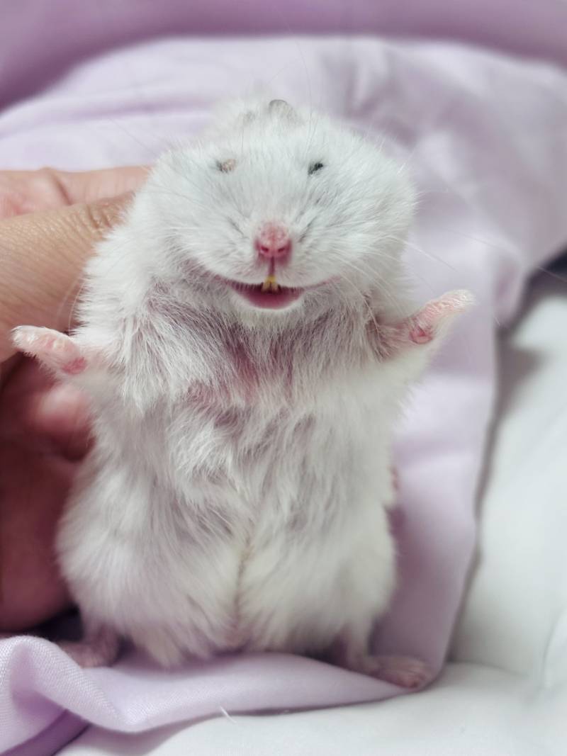 [잡담] 아기찹쌀떡들 보고갈 사람??? | 인스티즈