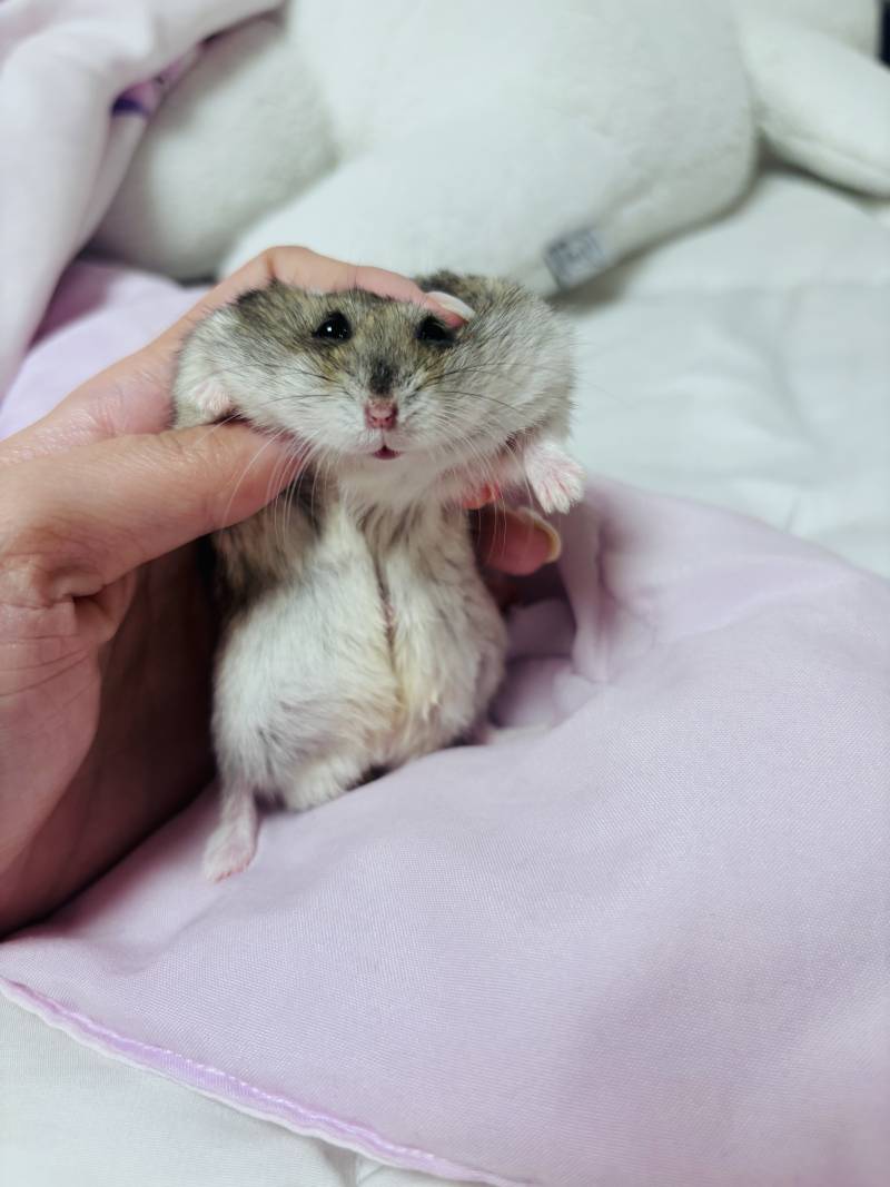 [잡담] 아기찹쌀떡들 보고갈 사람??? | 인스티즈