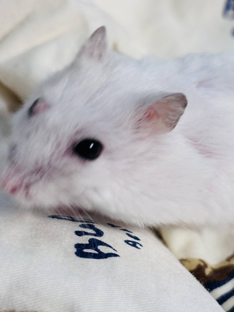 [잡담] 아기찹쌀떡들 보고갈 사람??? | 인스티즈