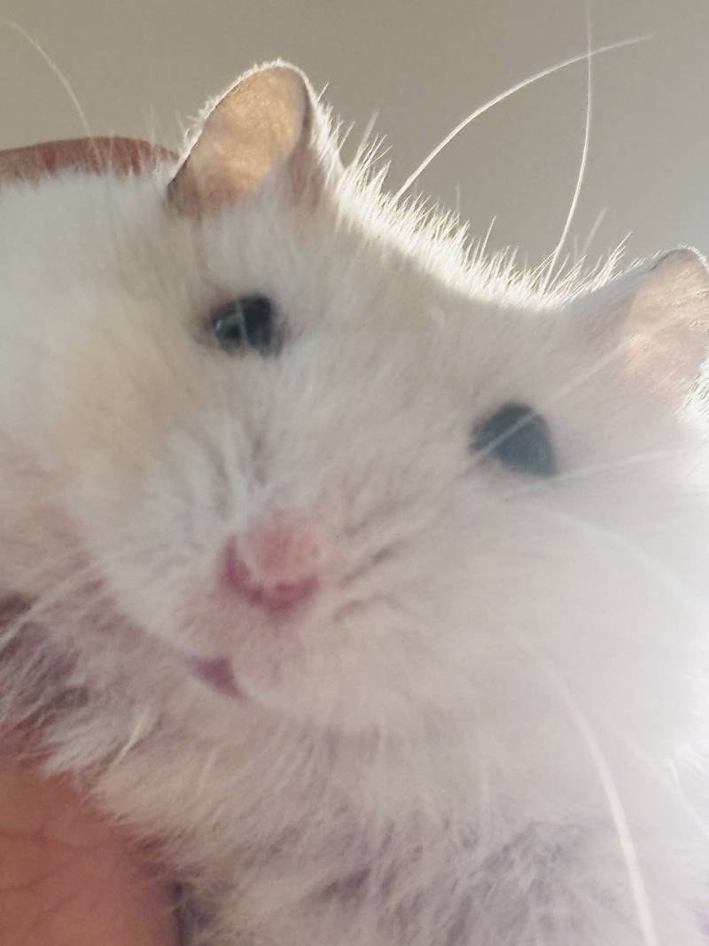 [잡담] 아기찹쌀떡들 보고갈 사람??? | 인스티즈