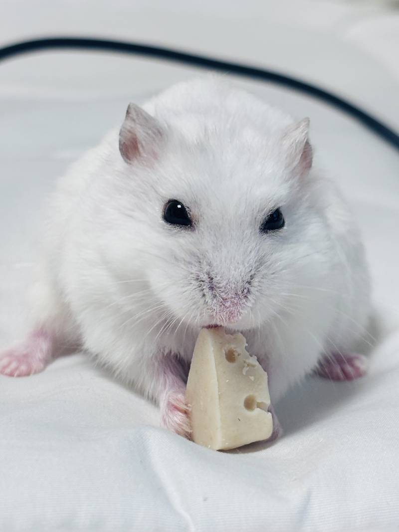 [잡담] 아기찹쌀떡들 보고갈 사람??? | 인스티즈