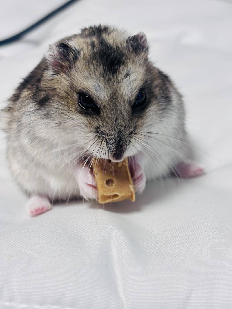 [잡담] 아기찹쌀떡들 보고갈 사람??? | 인스티즈