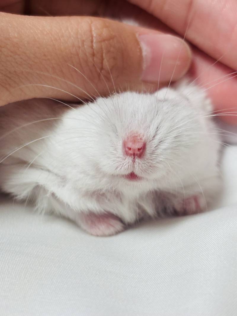 [잡담] 아기찹쌀떡들 보고갈 사람??? | 인스티즈