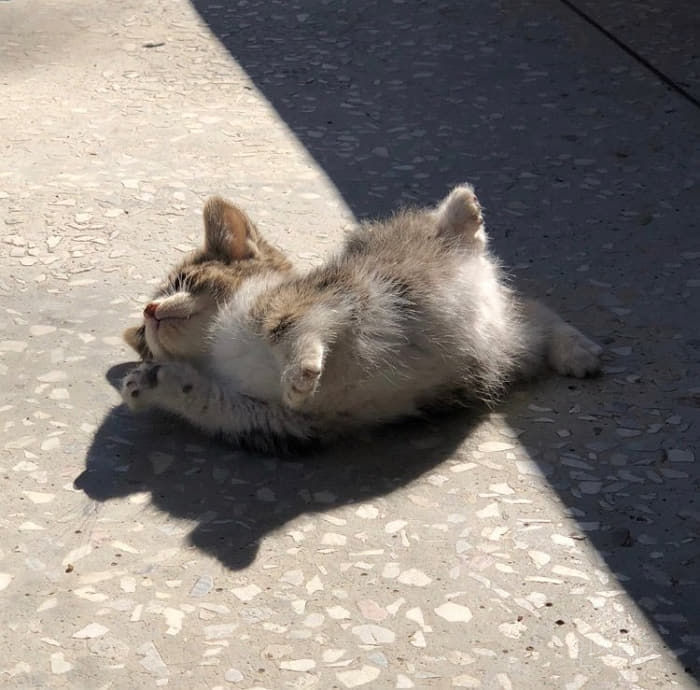 살면서 이런 비율의 고양이는 처음이야 | 인스티즈