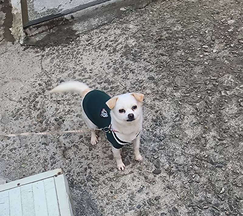 [잡담] 시골 강쥐 옷입혀줌 | 인스티즈