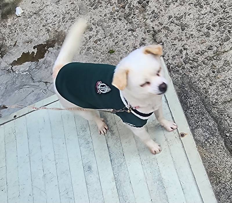 [잡담] 시골 강쥐 옷입혀줌 | 인스티즈