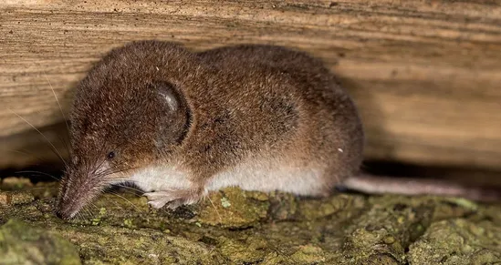 [잡담] 쥐사진 주의) 익들아 이렇게 생긴 쥐는 생쥐보다 안무서움? | 인스티즈