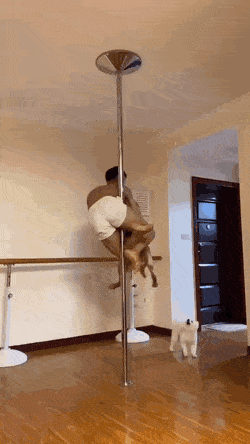 폴댄스의 묘미 .gif | 인스티즈