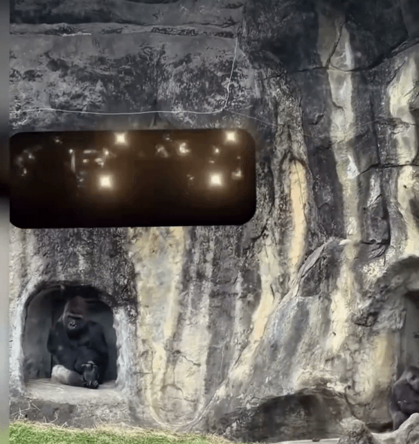 [잡담] 장하오 웨이크원 이사님 놀리는거 너무 웃딤 | 인스티즈