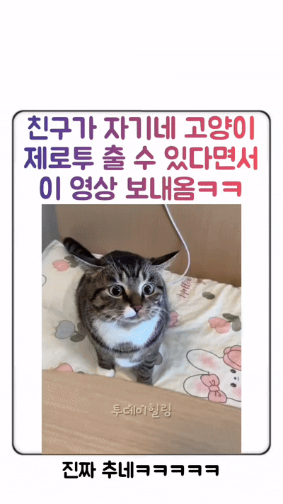 친구가 자기네 고양이 제로투 출 수 있다고 함 | 인스티즈