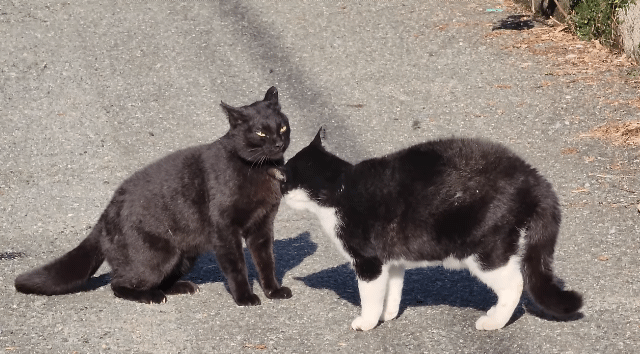 [잡담] 고양이 싸울때 궁금한게 | 인스티즈