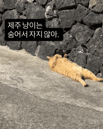 제주 냥이 | 인스티즈