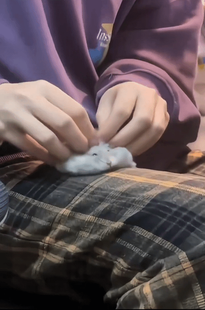 [잡담] 햄스터를 왜 찹쌀떡이라고 부르는지 알거같애 | 인스티즈