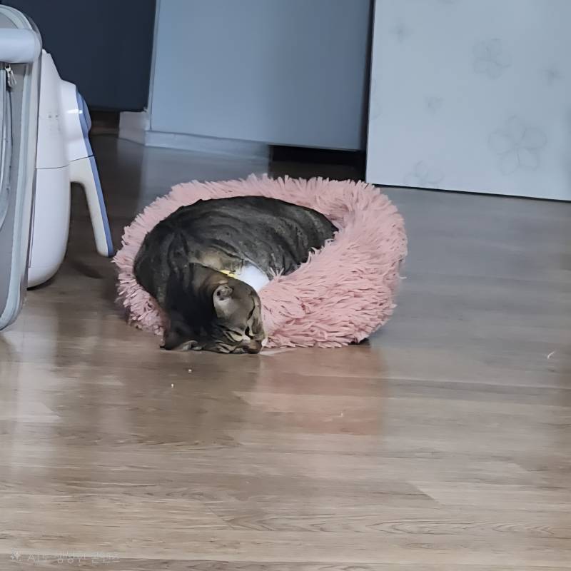 [잡담] 울 고앵 확대 체감짤ㅋㅋㅋㅋ 🐱 | 인스티즈