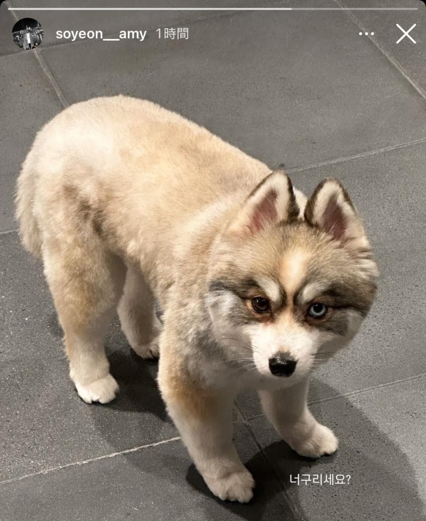 [잡담] 르세라핌 매니저의 신기한 오드아이 강아지 | 인스티즈