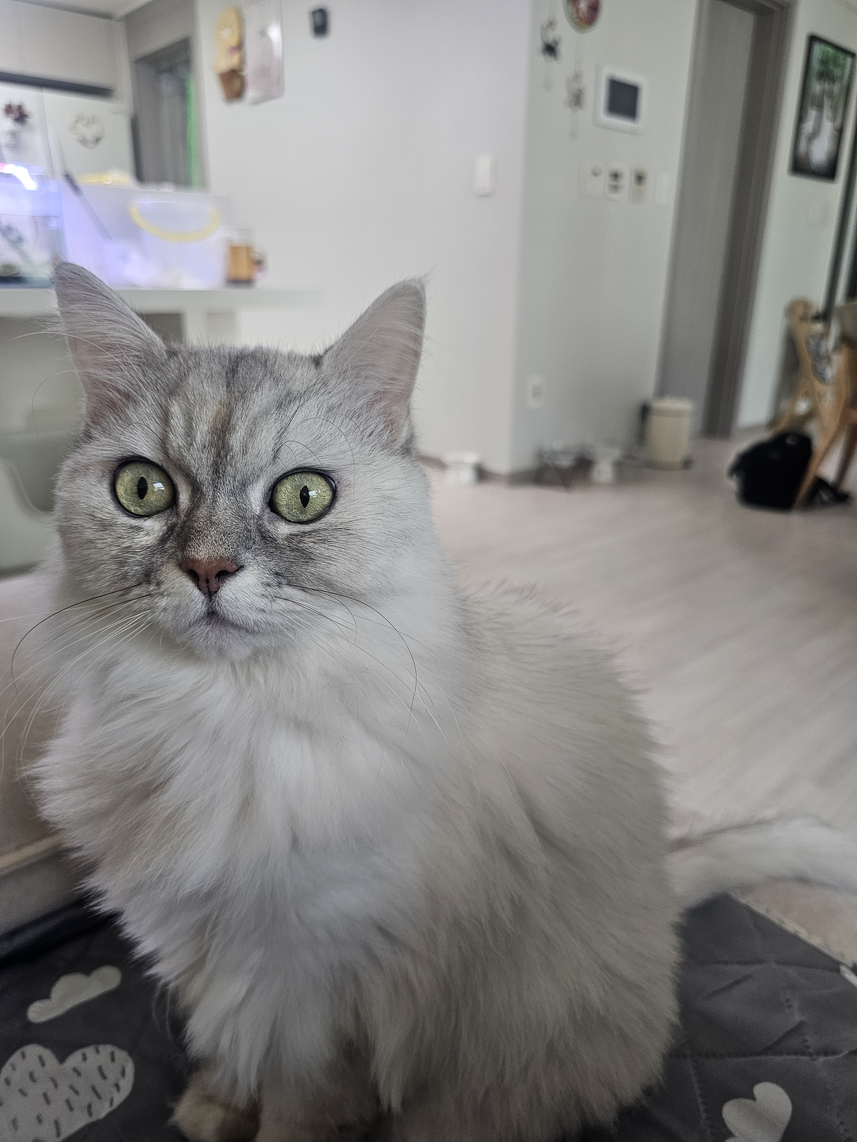 [잡담] 귀여워......... | 인스티즈