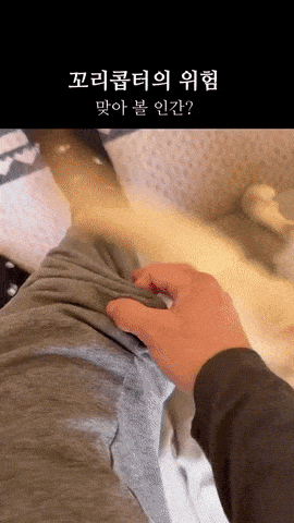 댕댕이 꼬리콥터 | 인스티즈