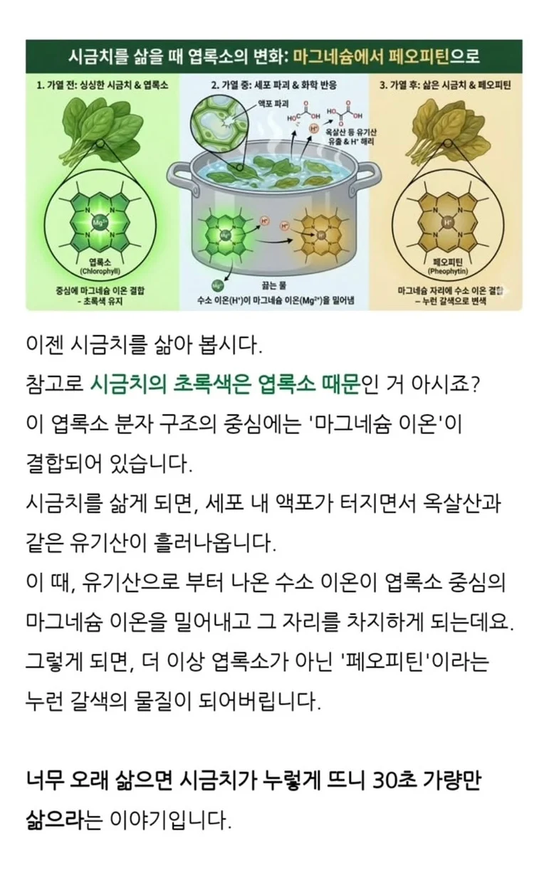 겨울에 시금치를 먹어야하는 과학적 이유 | 인스티즈