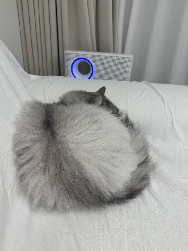 [잡담] 고양이 둥글게 말고 있는 거 왤케 기엽디 | 인스티즈