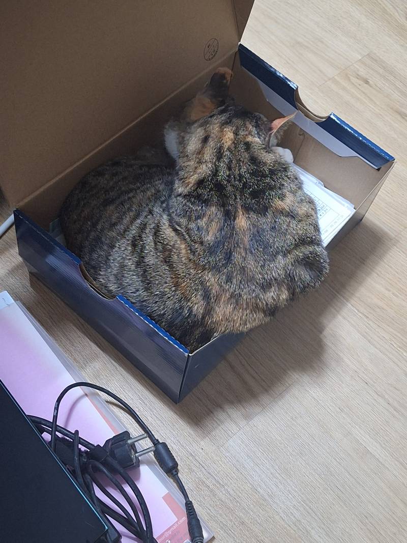 [잡담] 방정리하다가 고양이가 | 인스티즈