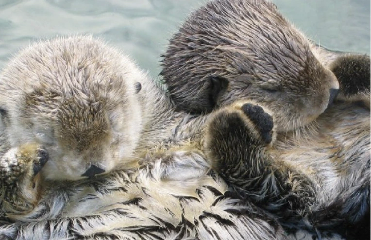 잠든 동물들 모음 | 인스티즈