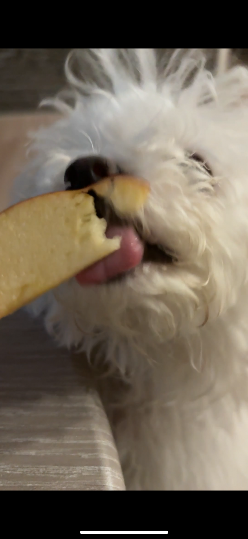 [잡담] 아기강아지 30초동안 사과 씹었는데 | 인스티즈