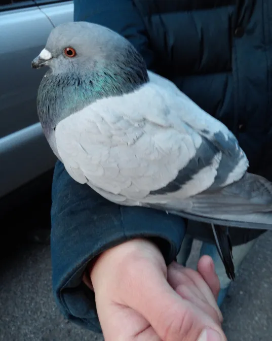 [잡담] 동생이 길비둘기 입양하면 어떡할거야? | 인스티즈