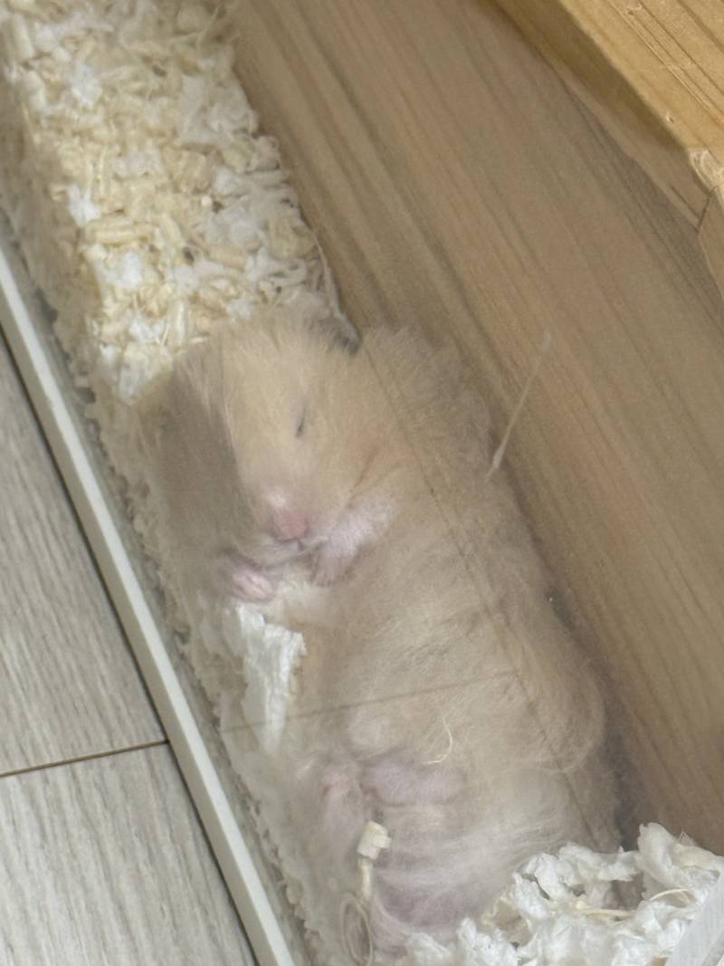 [잡담] 울집 햄찌 봐줘.. | 인스티즈