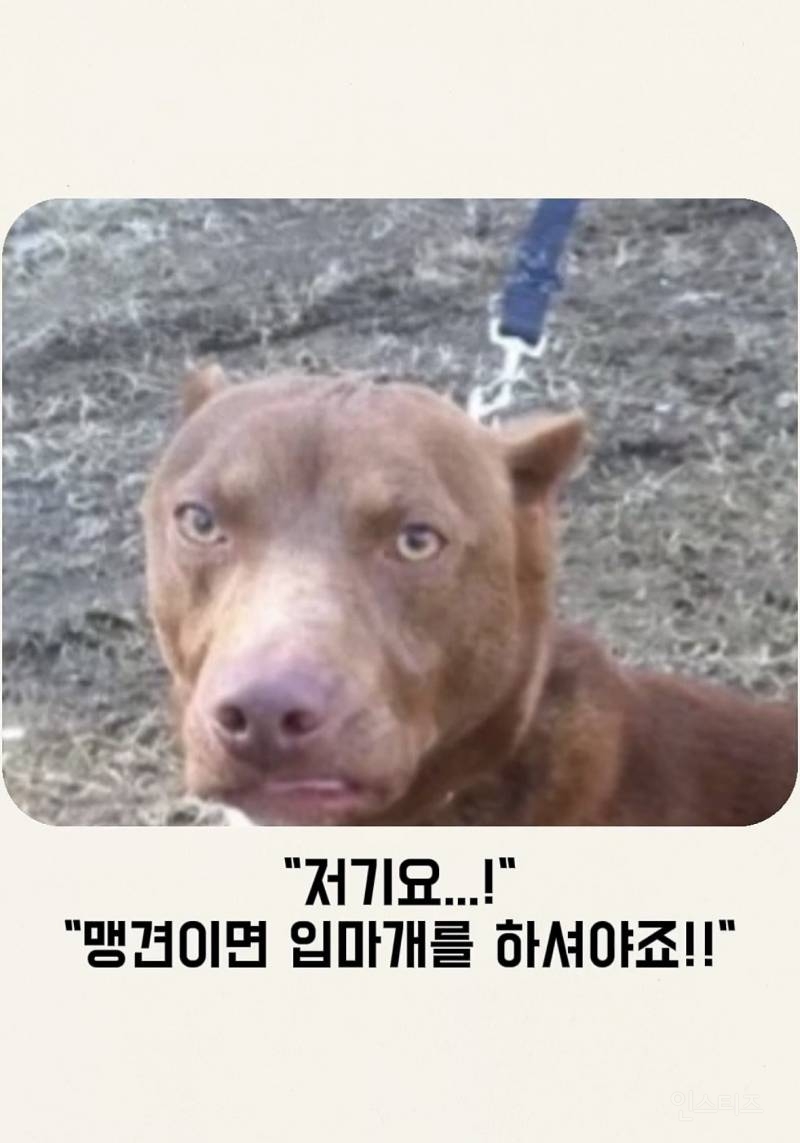 맹견이면 목줄을 하셔야죠 | 인스티즈