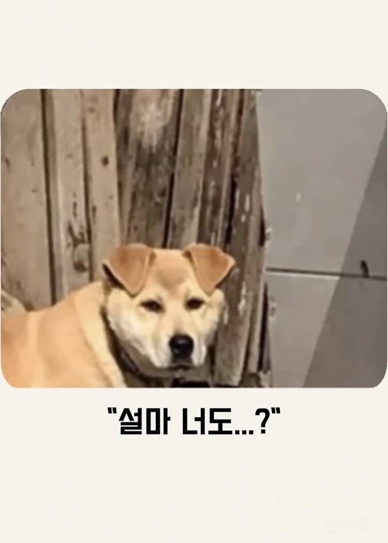 맹견이면 목줄을 하셔야죠 | 인스티즈