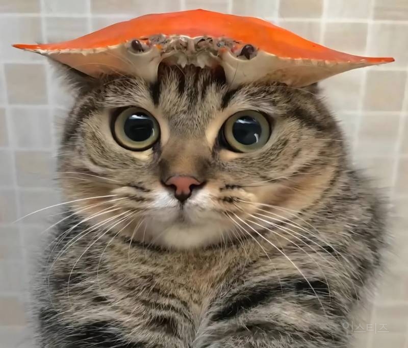 게냥이 | 인스티즈