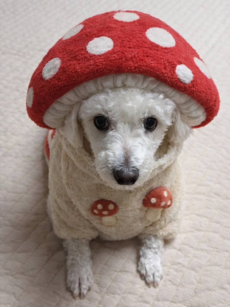 [잡담] 무지들 내가 진짜 귀여운거 보여줄게 | 인스티즈