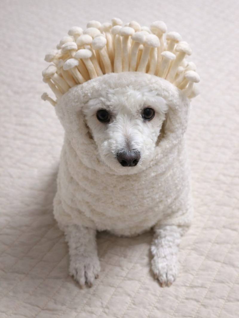 [잡담] 무지들 내가 진짜 귀여운거 보여줄게 | 인스티즈