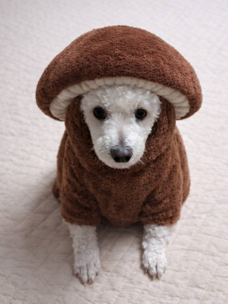 [잡담] 무지들 내가 진짜 귀여운거 보여줄게 | 인스티즈