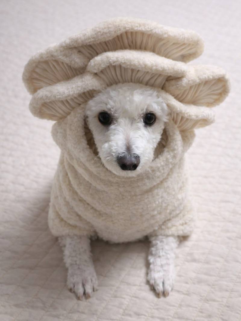 [잡담] 무지들 내가 진짜 귀여운거 보여줄게 | 인스티즈