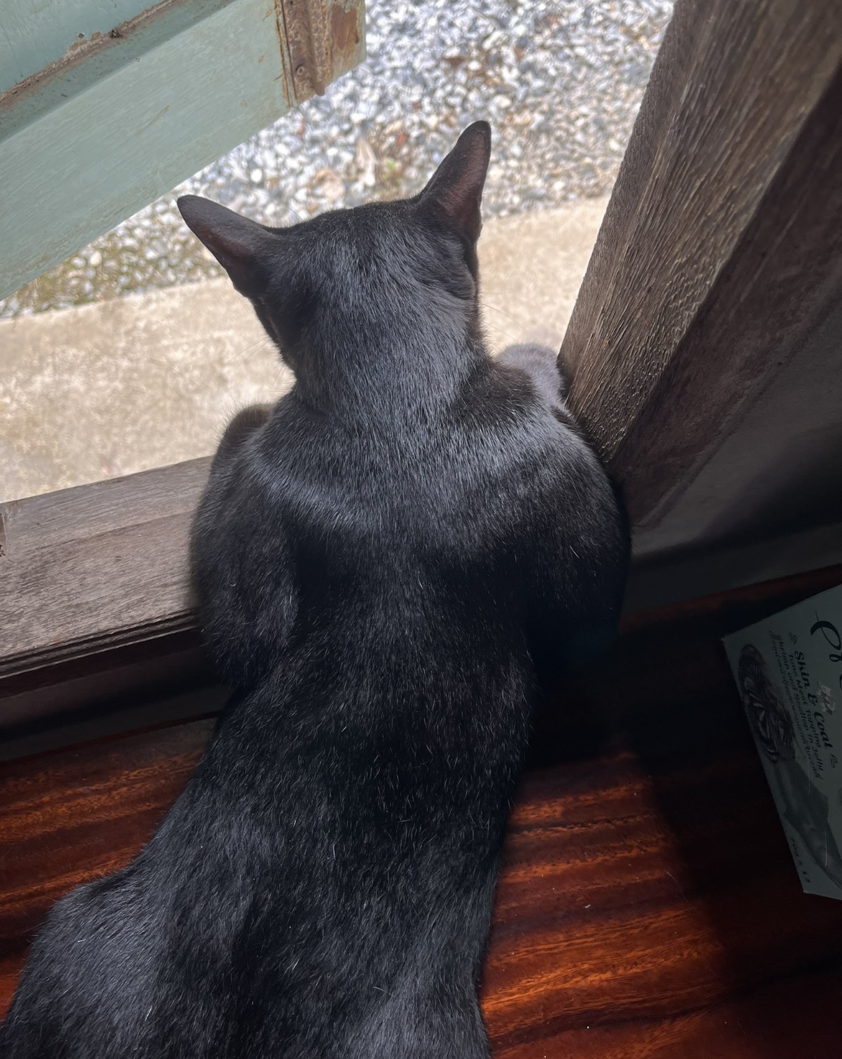 [잡담] 원빈이 고양이라면 이렇게 생겼… | 인스티즈