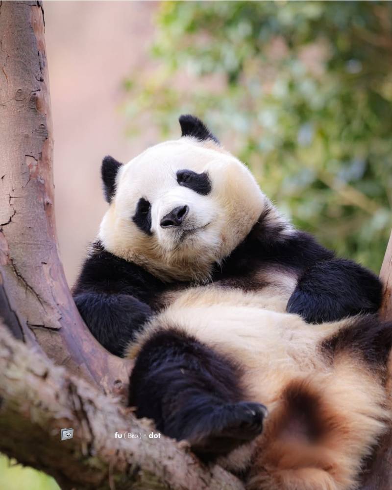 [잡담] 푸바오 아직두 아기 같다 | 인스티즈