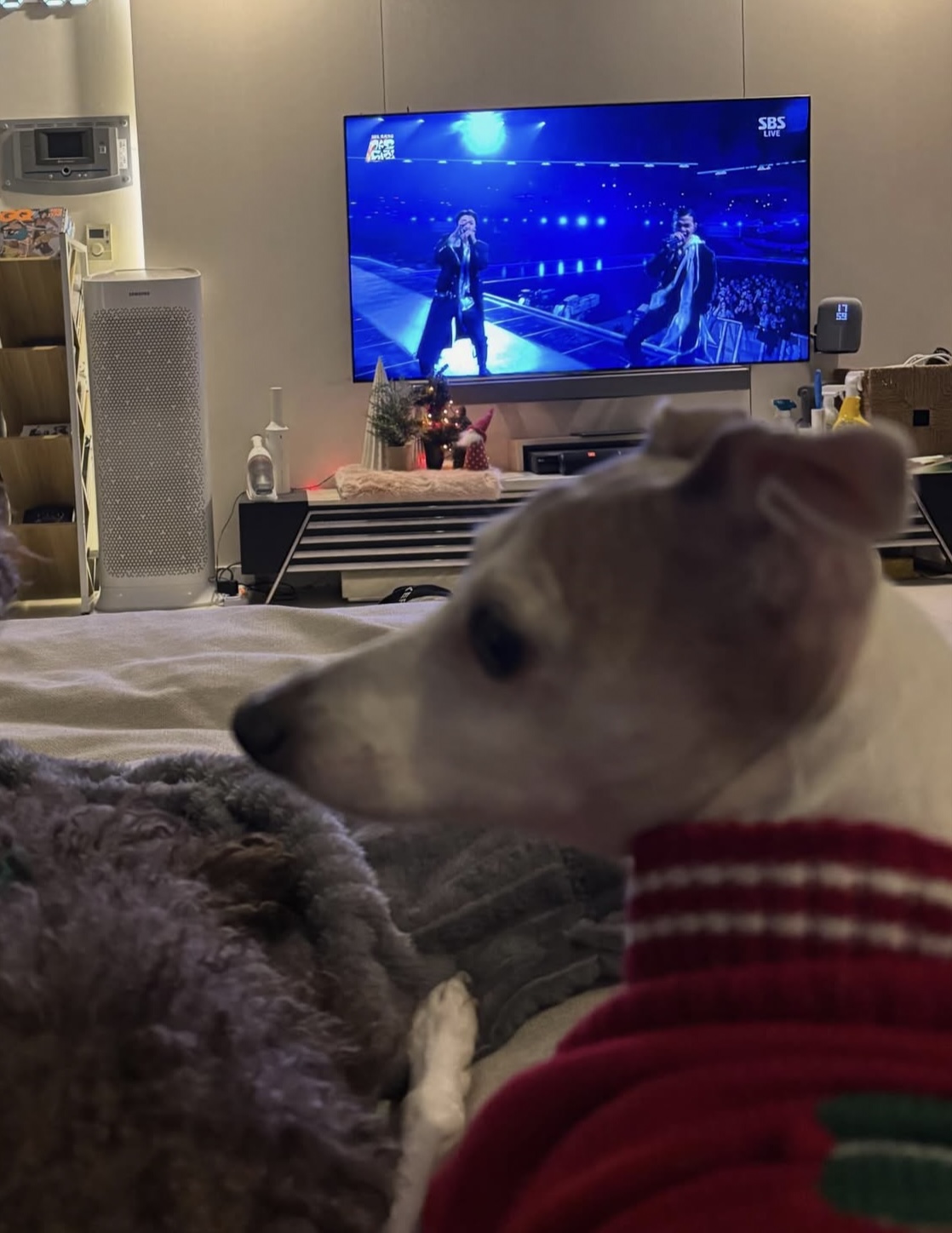 [잡담] 우찬이네 강아지 귀여워 | 인스티즈